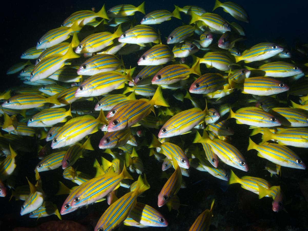 Blue Bay Divers Likupang Bangka Bagian luar foto